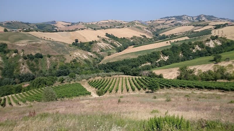 Immagine di Azienda Agricola Ausonia a Campli, Abruzzo