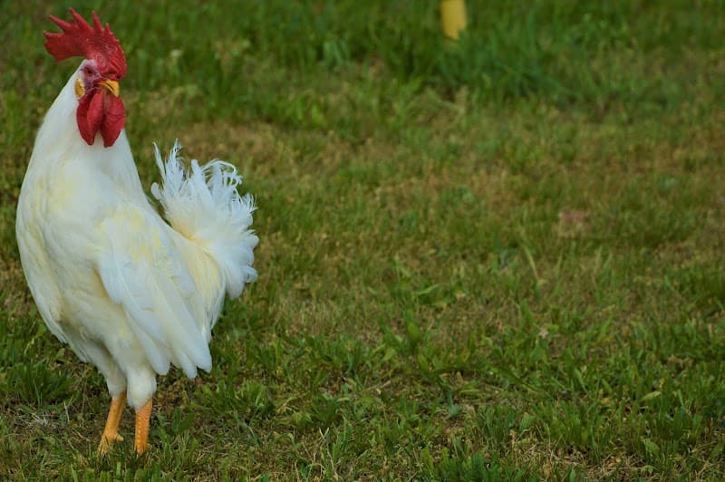 Immagine di Societa' Agricola Zanchetta F.lli a Lancenigo, Veneto