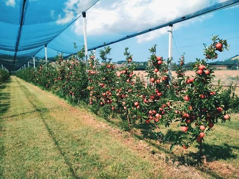 Immagine di Azienda Agricola F.lli Zagaglia a Casenuove, Marche