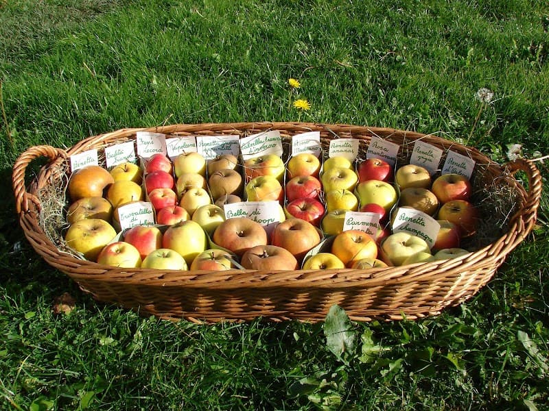 Immagine di Azienda Agricola BIO Petri a Pergine Valsugana, Trentino-Alto Adige