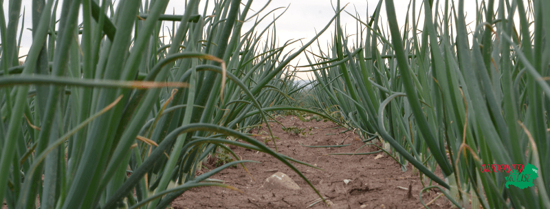 Immagine di ORTOFRUTTAMOLISE s.s.a. a Campobasso, Molise