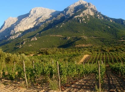 Immagine di Azienda Agricola F.lli Puddu a Oliena, Sardegna