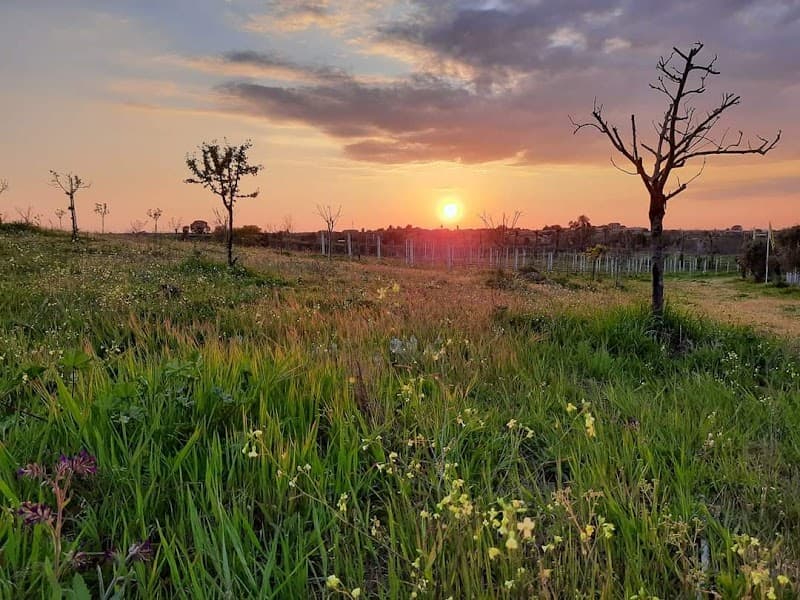 Immagine di Azienda Agricola biologica Verde Ambiente a Rome, Lazio