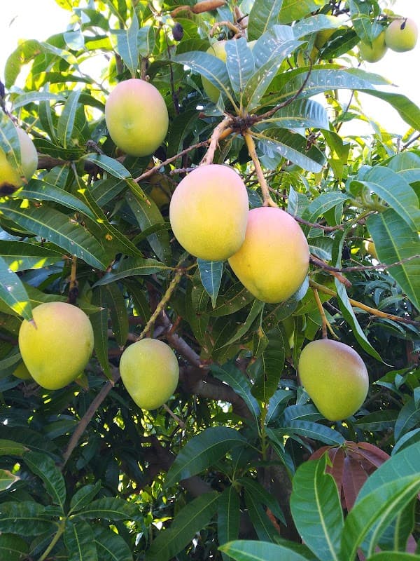 Immagine di Azienda Agricola Domenica Scopelliti a Reggio Calabria, Calabria