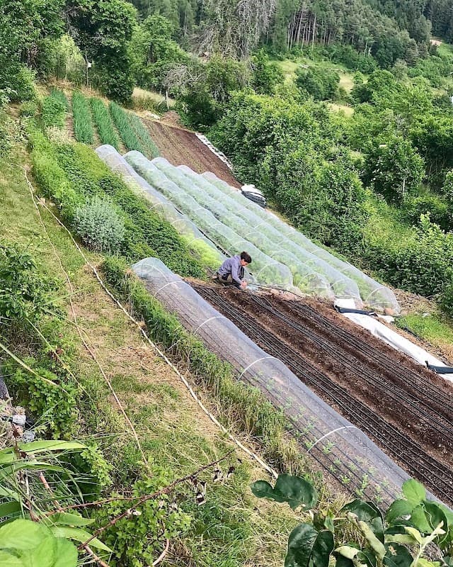 Immagine di Maso Zepp Azienda Agricola a Maso Giovanni, Trentino-Alto Adige