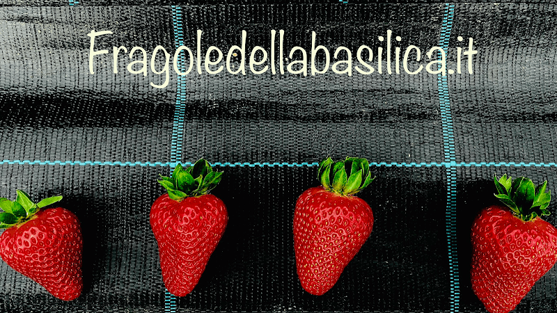 Immagine di Azienda Agricola Greco Antonio a La Martella, Basilicata