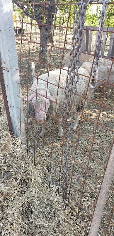 Immagine di Il Feudo Degli Animali a Campobasso, Molise