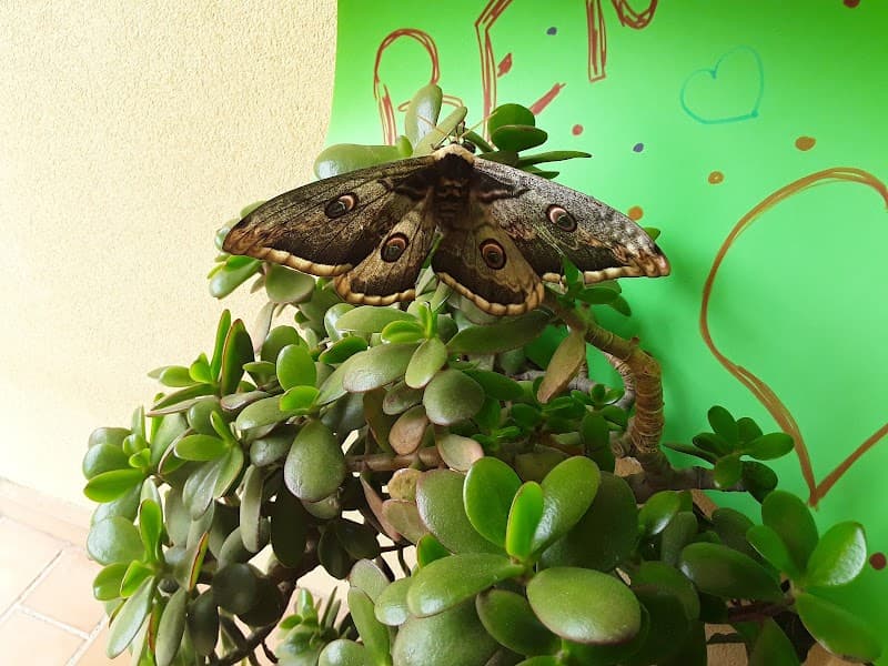 Immagine di Azienda agricola RODI a Reggio Calabria, Calabria