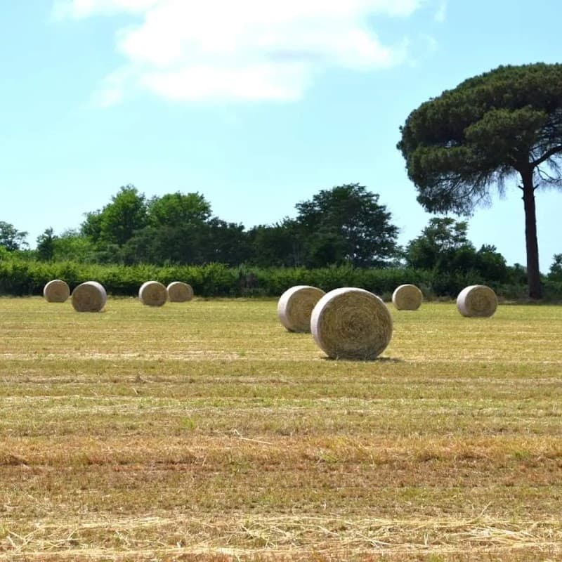 Immagine di Agrimad Km0 a Giugliano in Campania, Campania