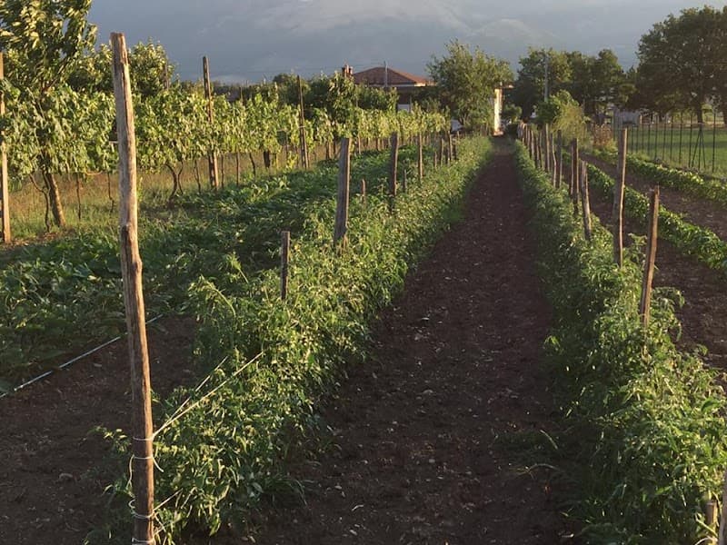 Azienda Agricola Nonno Ciccio Potenza