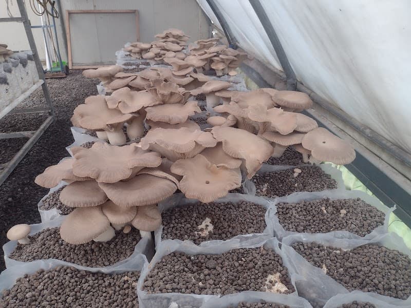 Immagine di Cooperativa Agricola Colli Erei a Catania, Sicilia