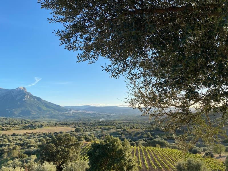 Immagine di Azienda Agricola Pierantonia Congiu a Oliena, Sardegna