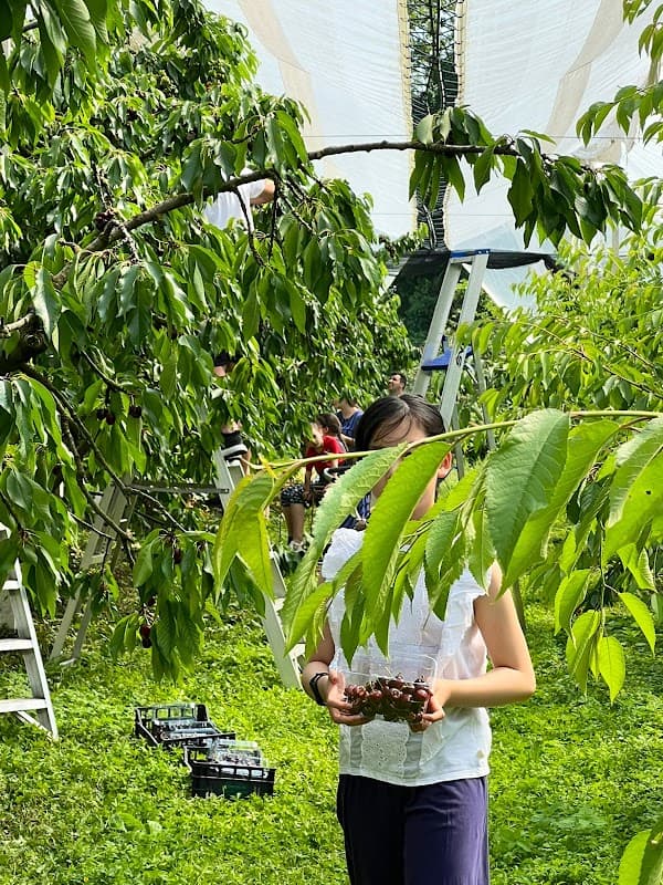 Immagine di Az. Agricola Breda Massimiliano a Martinengo, Lombardia
