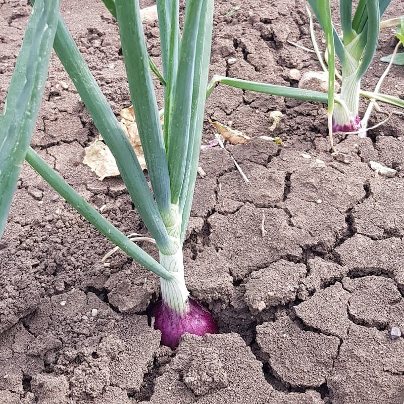 Immagine di Azienda Agricola Cerviero a Sant'Elia a Pianisi, Molise