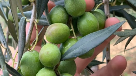 Immagine di Azienda Agricola Biologica Olio Goccia Natura a Palermo, Sicilia