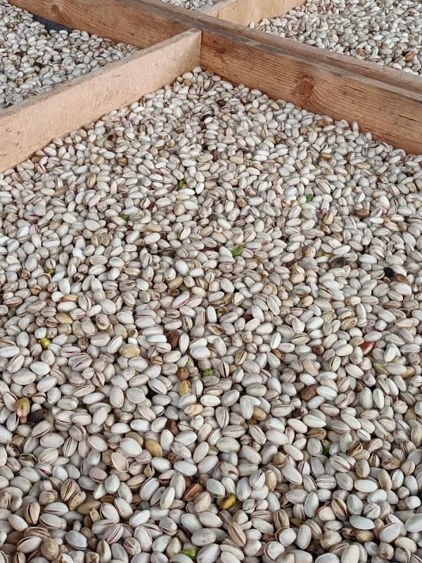 Immagine di Pistacchio di Stigliano a Stigliano, Basilicata