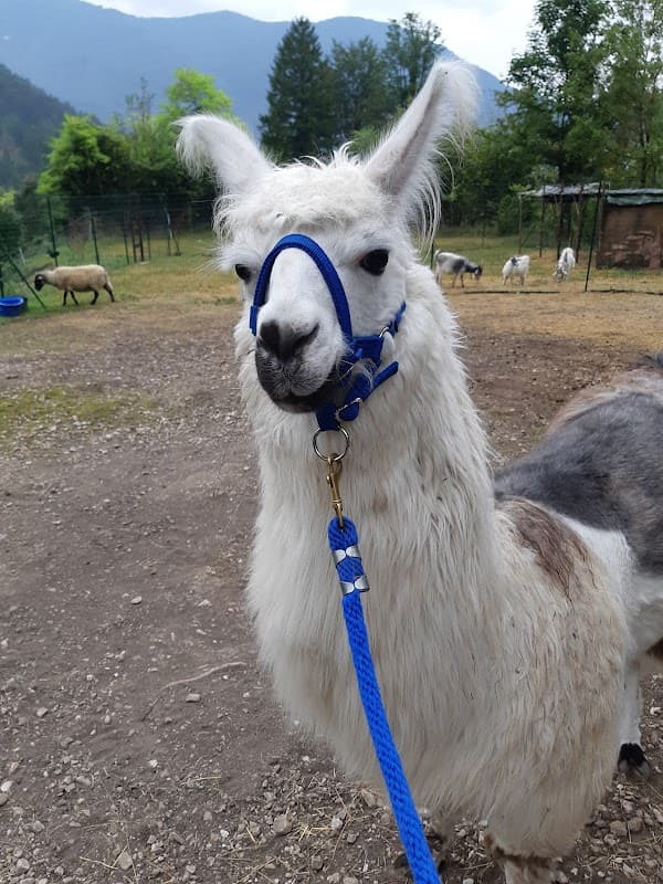 Immagine di AZIENDA AGRICOLA CHIASARS a Tramonti di Mezzo, Friuli-Venezia Giulia