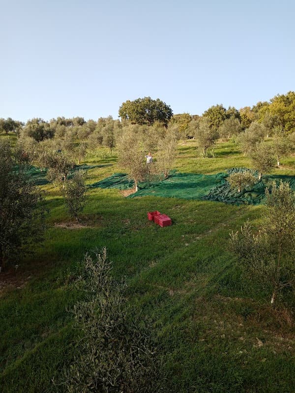 Immagine di Azienda agricola biologica Casetta di Prospero a Palmoli, Abruzzo