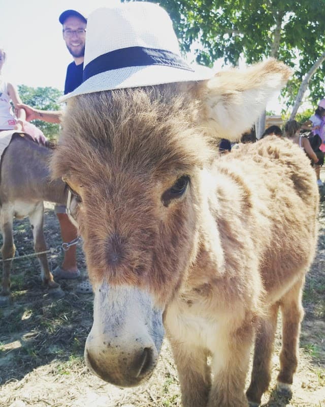 Immagine di Fattoria didattica "Masseria Assogna" a Fresagrandinaria, Abruzzo