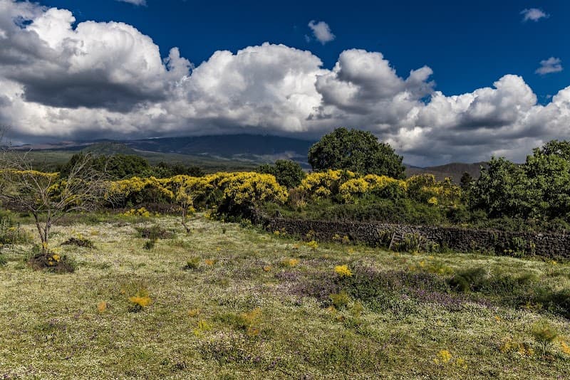 Immagine di Musa Azienda Agricola a Bronte, Sicilia