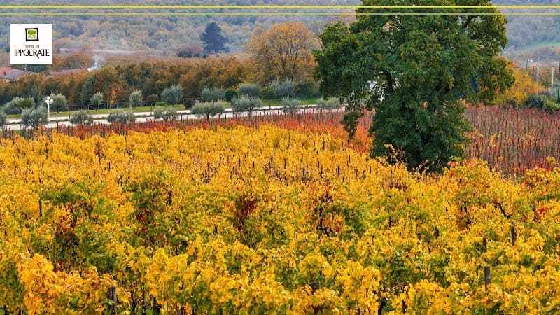 Immagine di Terre di Ippocrate a Montefredane, Campania