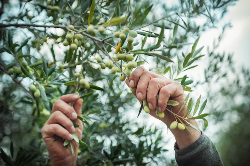 Immagine di Azienda agricola Podere Lucano a.r.l. a Potenza, Basilicata