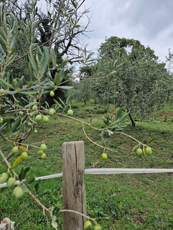 Immagine di Azienda Agricola Grinovero a Cividale del Friuli, Friuli-Venezia Giulia