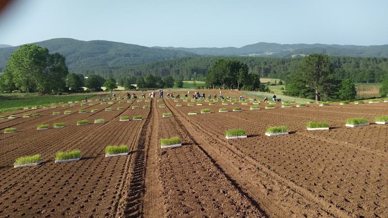 Immagine di Azienda Agricola Michele Ruggiero a Campora San Giovanni, Calabria