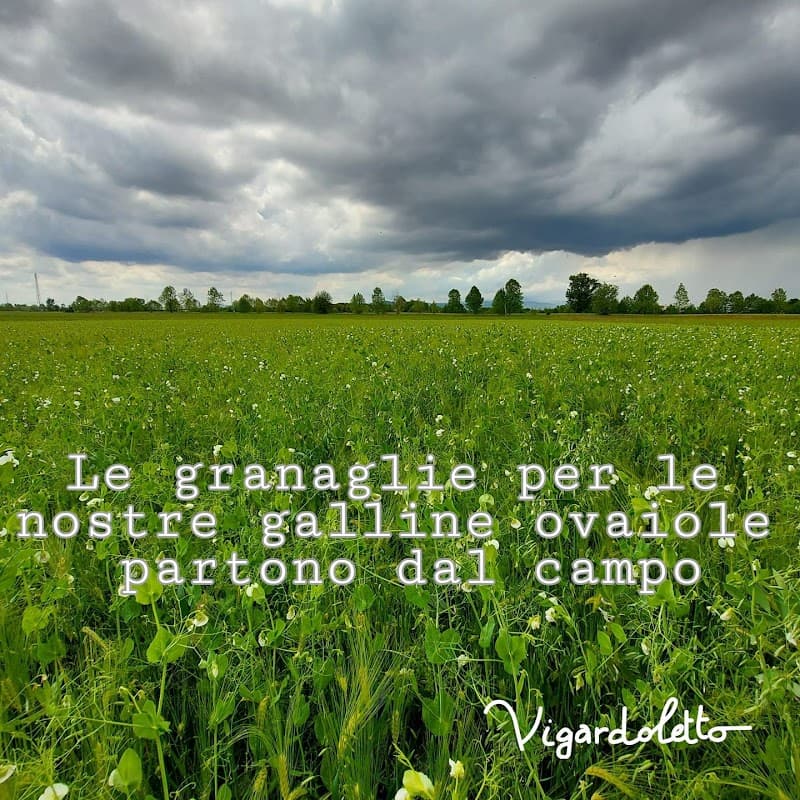 Immagine di Vigardoletto Azienda Agricola Biologica a Vigardolo, Veneto