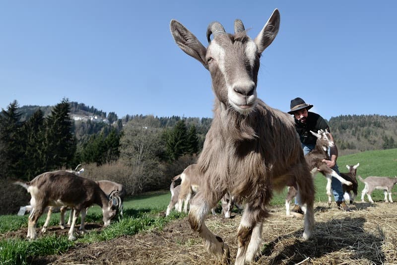 Immagine di Azienda Agricola Maso Guez a San Sebastiano, Trentino-Alto Adige