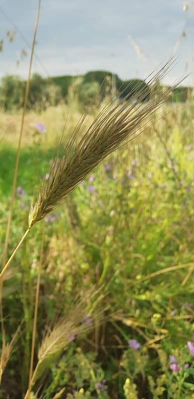 Immagine di Tenuta Redicicoli di Burrai Daniel a Roma, Lazio