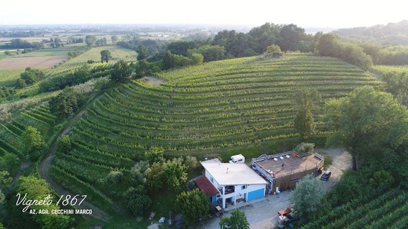 Immagine di az. agr. cecchini marco a Faedis, Friuli-Venezia Giulia