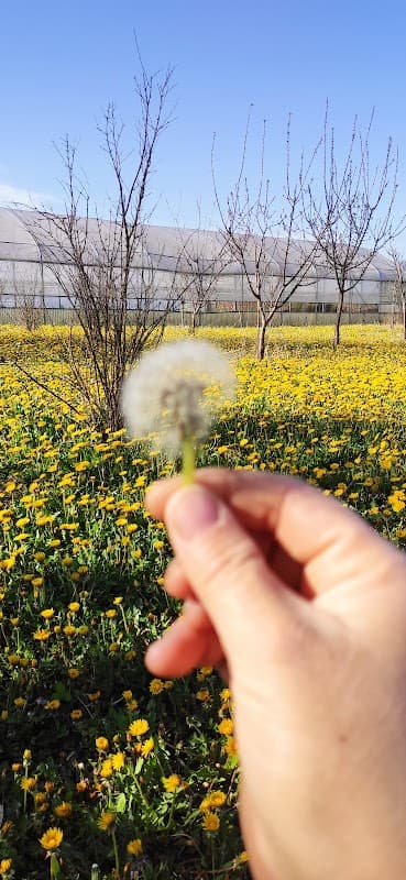 Immagine di Azienda Agricola Le Moiacche Fattoria Didattica a Rubano, Veneto