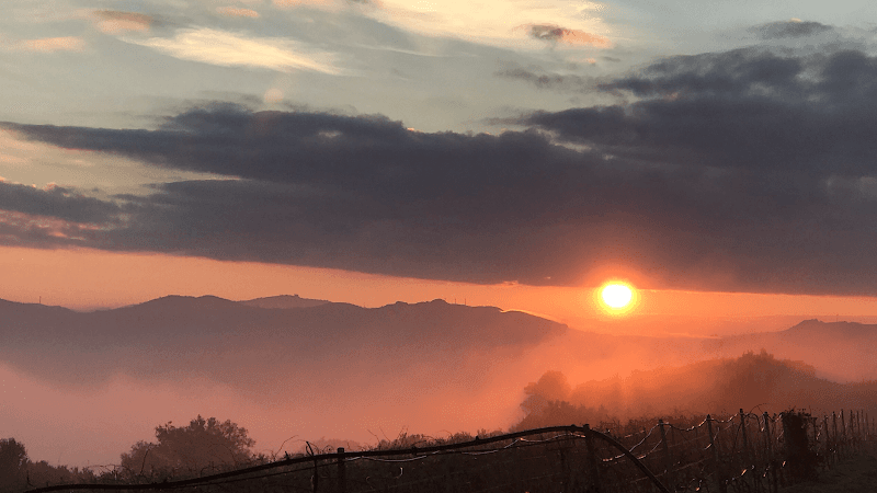 Immagine di Azienda Agricola Castello D’Angio a Ramacca, Sicilia