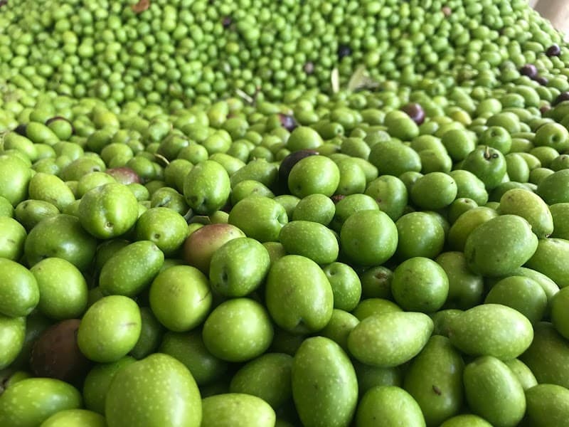 Immagine di Azienda agricola a Bari, Puglia