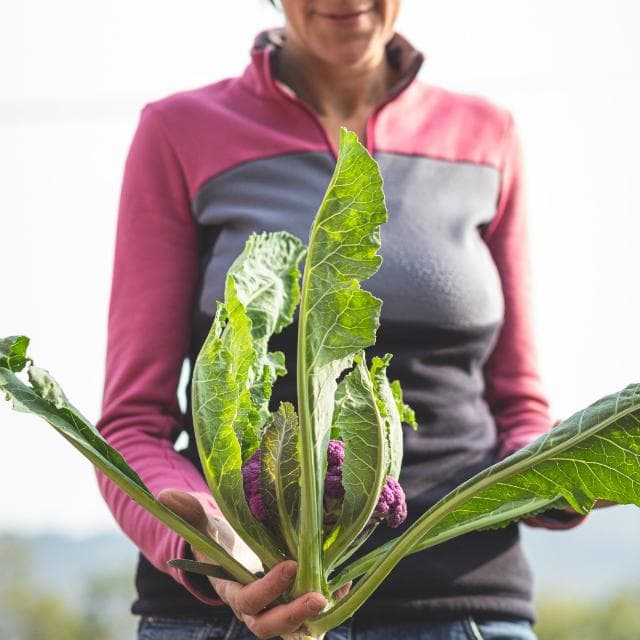 Immagine di Uva Ramà Azienda Agricola Biologica a Maddalena, Piemonte