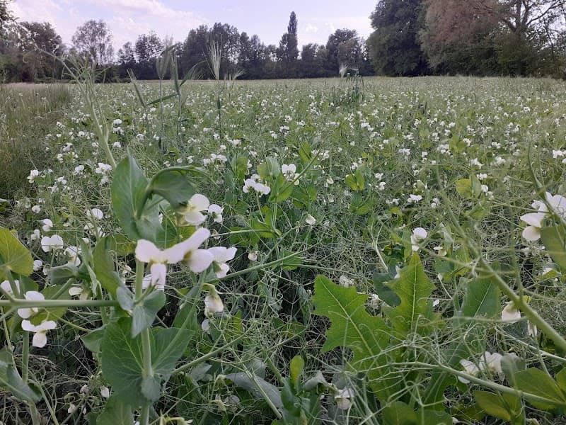 Azienda agricola Biologica Bepi Bordignon