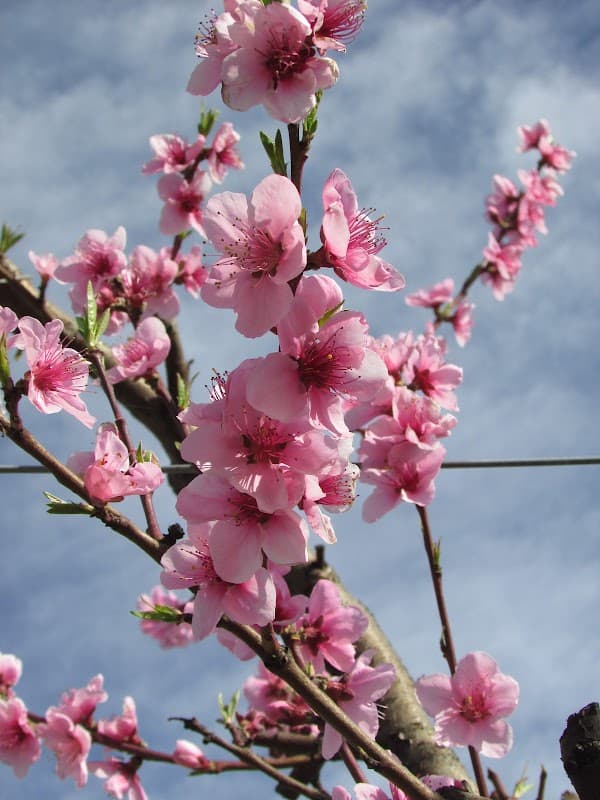 Immagine di azienda agricola Gherardi a Castelfranco Emilia, Emilia-Romagna