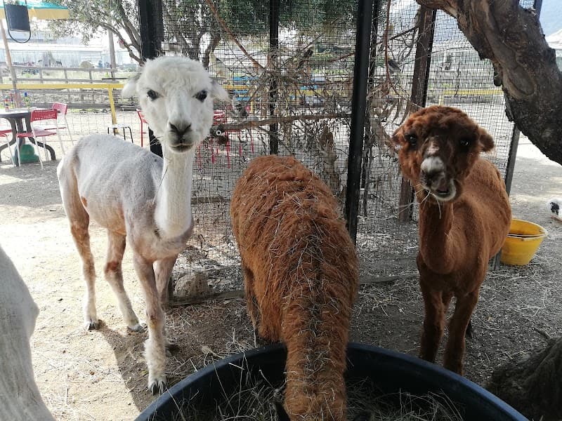 Immagine di La Fattoria di Cinzia a Campochiesa, Liguria