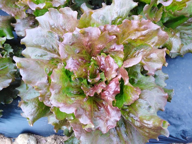 Immagine di FareBio a Udine, Friuli-Venezia Giulia