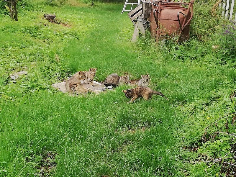 Immagine di Azienda Agricola Il Fiore Della Vita a Frossasco, Piemonte
