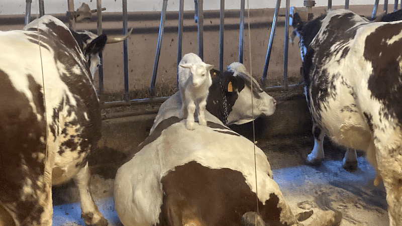 Immagine di La ferme d'Antey a Aosta, Valle d'Aosta