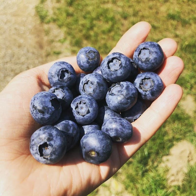 Immagine di Petiva Bio Azienda Agricola Bono Emanuele a Crescentino, Piemonte