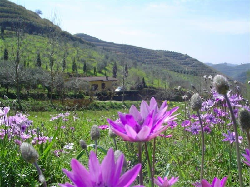 Immagine di Terre di Vasia a Cavalese, Trentino-Alto Adige
