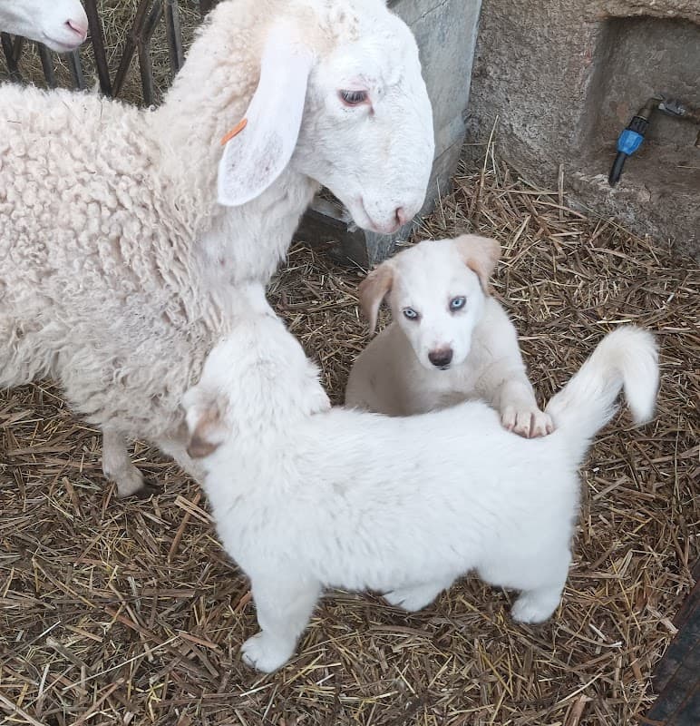 Immagine di Azienda Agricola LIGGIA DU MARE' a San Bernardo, Liguria