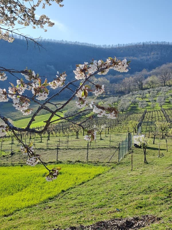 Immagine di Azienda agricola biologica Meazzi e Agriturismo Colle Pu a Assisi, Umbria