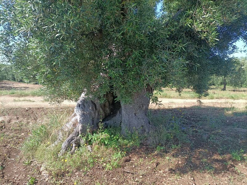 Immagine di Azienda agricola De Filippis a Massafra, Puglia