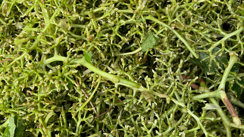 Immagine di FATTORIA TEATINA - Vini Biologici - Punto Vendita Aziendale a Sambuceto, Abruzzo