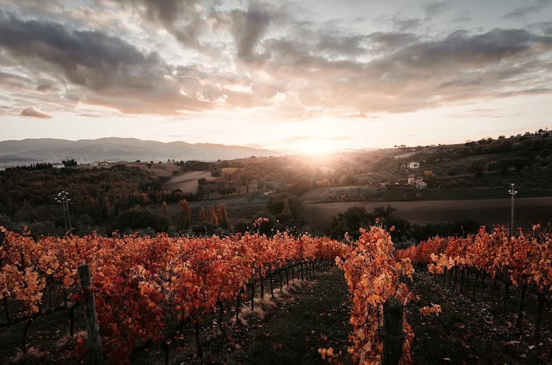 Immagine di Azienda Agraria Brunozzi a Colle Arfuso, Umbria