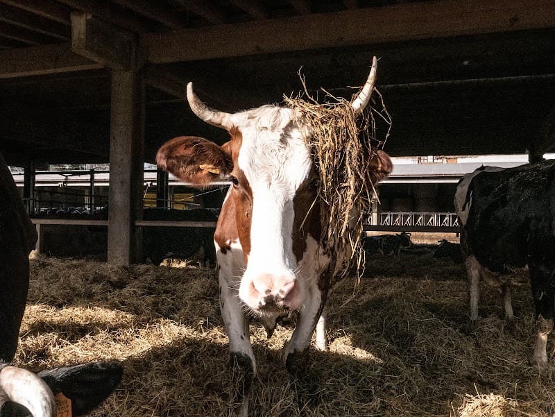 Immagine di Azienda agricola biodinamica Cascine Orsine a Bereguardo, Lombardia